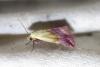 Eublemma purpurina
